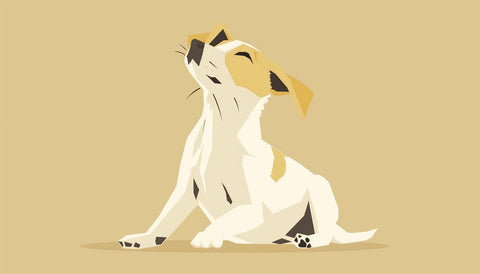 Dog Is Always Itching and Scratching But Has No Fleas? - Sparkly Tails