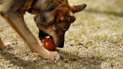 Dog playing with chew-me toy