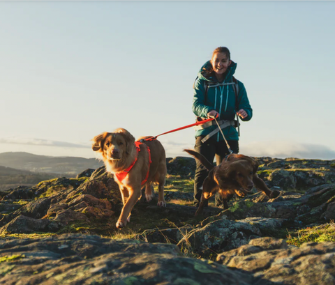 Person walking two dogs on a rocky landscape with a scenic background