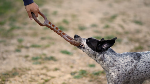 Dog playing with a chew toy outdoors