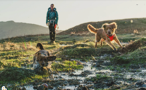 Two dogs wearing a front range harness in a field with a person in the background