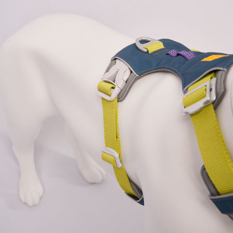Dog wearing a blue and neon harness on a light grey background