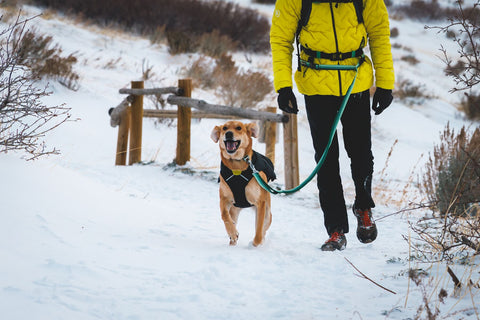 Person in Yellow jacket and Black trousers with a Ruffwear Roamer Bungee Dog Lead tight in the waist walking a dog on a snowy trail with wooden posts in the background.