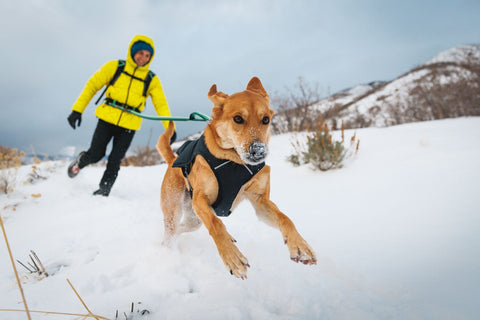 Person in yellow jacket running with a dog on a snowy trail