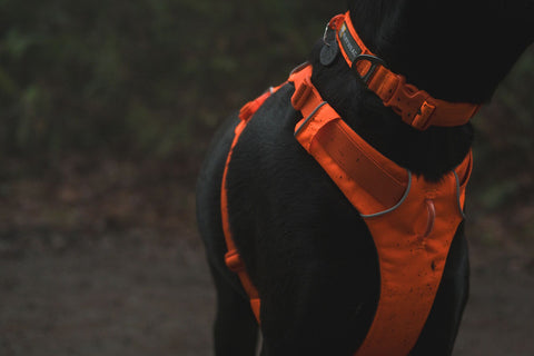 Close-up of Ruffwear Front Range Collar, Blaze Orange on a blurred natural background
