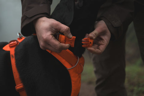 Person adjusting a Ruffwear Front Range Collar, Blaze Orange on a black dog outdoors.