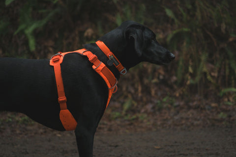 Black dog wearing Ruffwear Front Range Collar, Blaze Orange in a natural setting