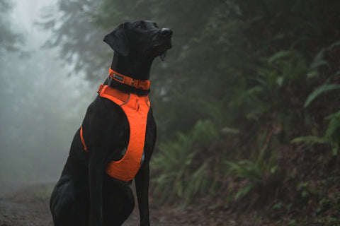 Black dog wearing Ruffwear Front Range Collar, Blaze Orange in a forest setting