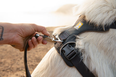 Person adjusting a Ruffwear Front Range Dog Lead, Basalt Gray
on a white dog with a blurred natural background