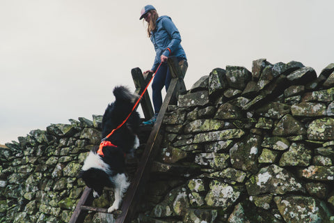Person and dog climbing a stone wall in a natural setting