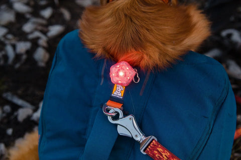 dog wearing the ruffwear the beacon dog ligh