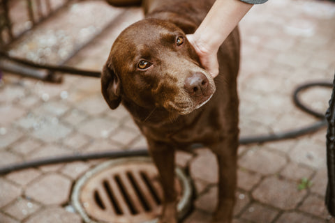 Brown Labrador dog with shinny brown eyes