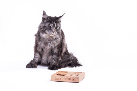 cat playing with Easy Pet Sudoku Puzzle