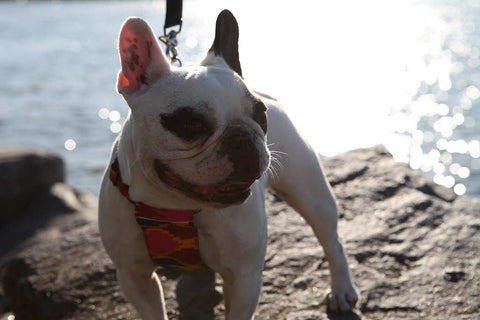 Dakar Dog Harness - Sparkly Tails