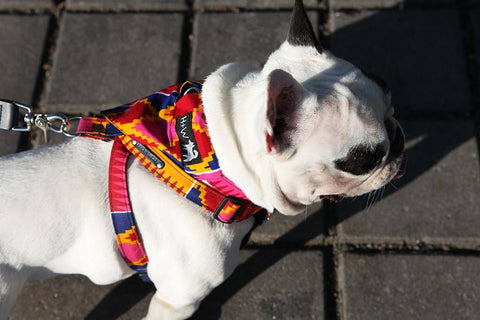Dakar Dog Harness - Sparkly Tails