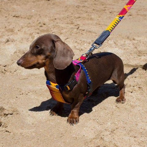 Dakar Dog Harness - Sparkly Tails