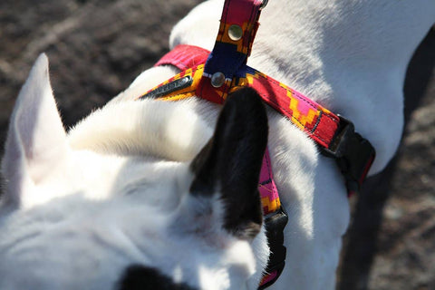 Dakar Dog Harness - Sparkly Tails