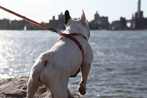 Dakar Dog Harness - Sparkly Tails