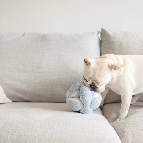 dog playing Monti, Enrichment Dog Toy, Baby Blue