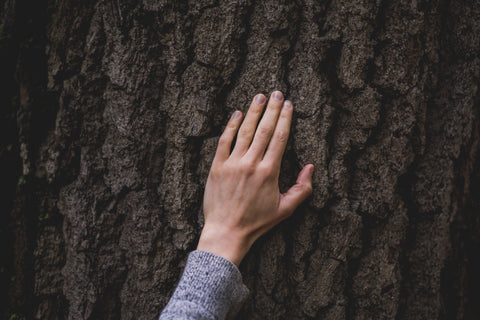 hand-on-tree-bark-contact-us