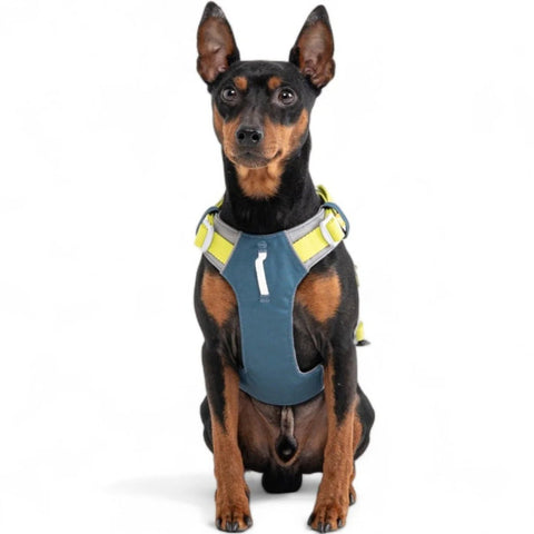 Hardwearing Alpha 360 Harness Deep Teal - Sparkly Tails