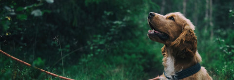 Brown Cocker Spaniel walking in nature environment