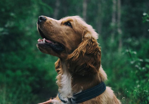 Closer to your dog, kind to the planet
