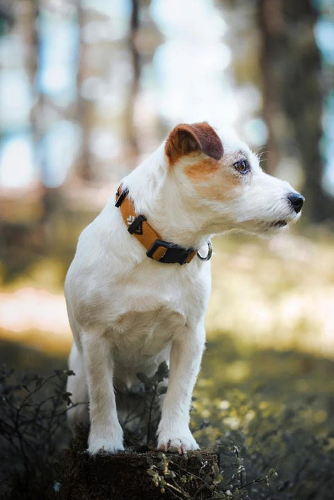 Sea to Summit Dog Collar - Sparkly Tails
