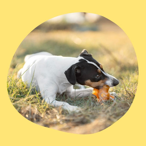 Have fun with your dog!