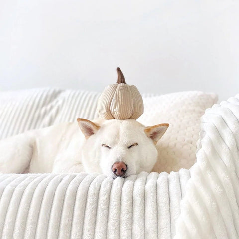 Boo, Pumpkin Enrichment Dog Toy - Sparkly Tails