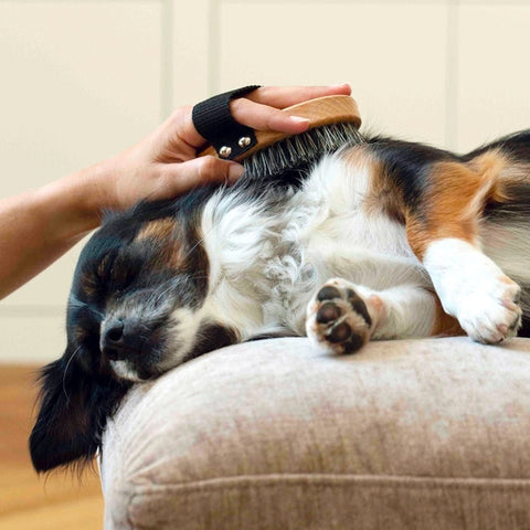 Dog Massage Brush by TOUTOU - Sparkly Tails