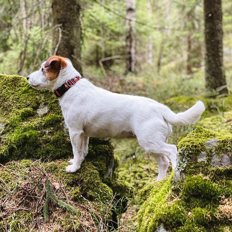 Dog Wearing Polar Night Dog Collar- Sparkly Tails