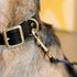 Dog Collars & Dog Harnesses - Sparkly Tails