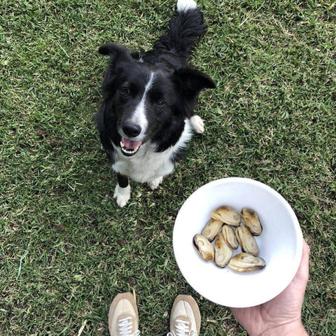 Dog Fish Treats - Sparkly Tails