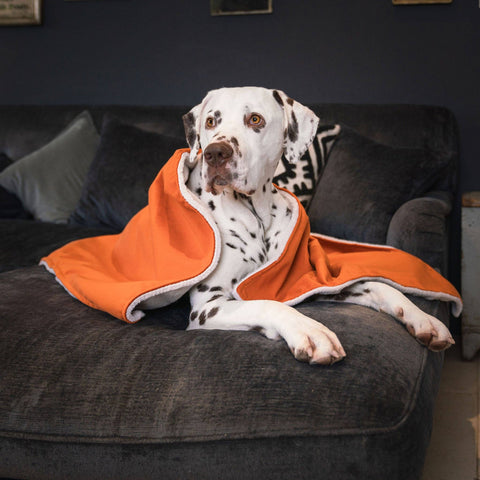 Super Soft Dog Blanket in Pumpkin Velvet