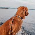 Brown dog sitting on a stone path by a body of water with a colorful harness.