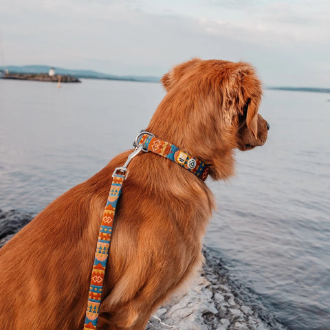 Brown dog sitting on a stone path by a body of water with a colorful harness.