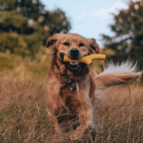 Dog running through a field with a yellow toy in its mouth