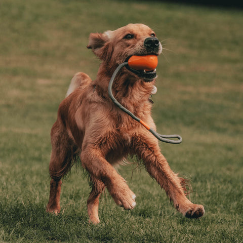 Egg On Rope For Throw, Fetch and Tug Dog Toy