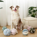 Dog sitting on a wooden floor with colorful textured balls around it.