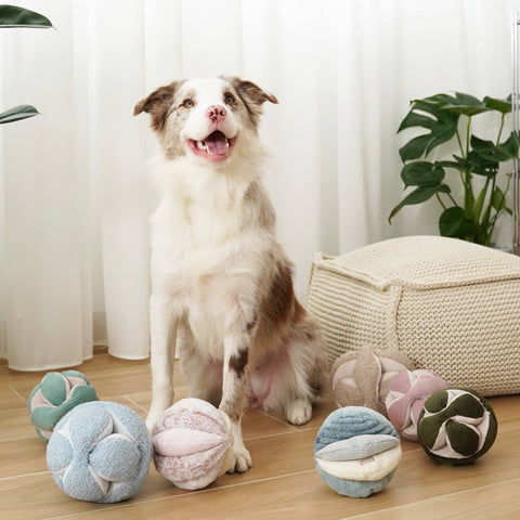 Dog sitting on a wooden floor with colorful textured balls around it.