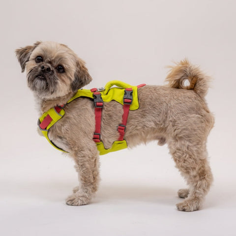 Small dog wearing a flagline  harness on a white background