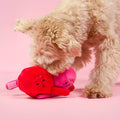 Dog playing with a red and pink plush toy on a pink background