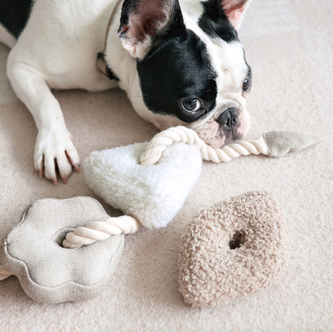 Dog playing with a plush toy on a soft surface