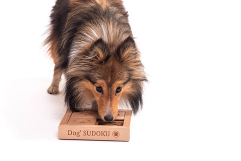 Dog interacting with a wooden puzzle toy labeled 'Dog Sudoku' on a white background