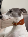 Dog wearing a brown leather collar with gold hardware on a blurred background