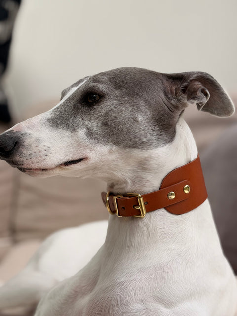 Dog wearing a brown leather collar with gold hardware on a blurred background