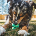 Dog playing with the Ruffwear Toadstool