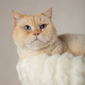 Scruffs Alpine Atlas Cat Tree close up — Sparkly Tails