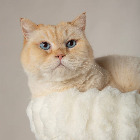 Scruffs Alpine Atlas Cat Tree close up — Sparkly Tails